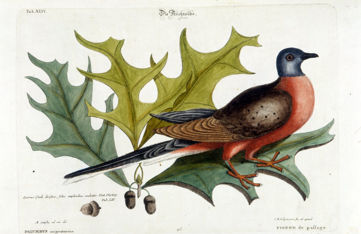 Trekkdue, nå utdødd. Zoo, Seligman 1749 av Johann Michael Seligmann