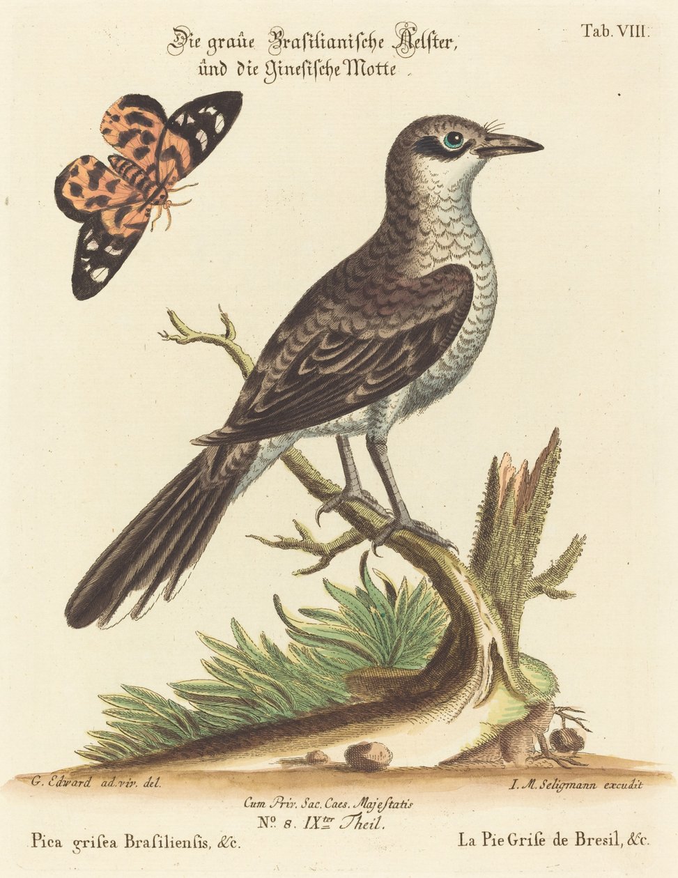 Pica grisea Brasiliensis av Johann Michael Seligmann after George Edwards