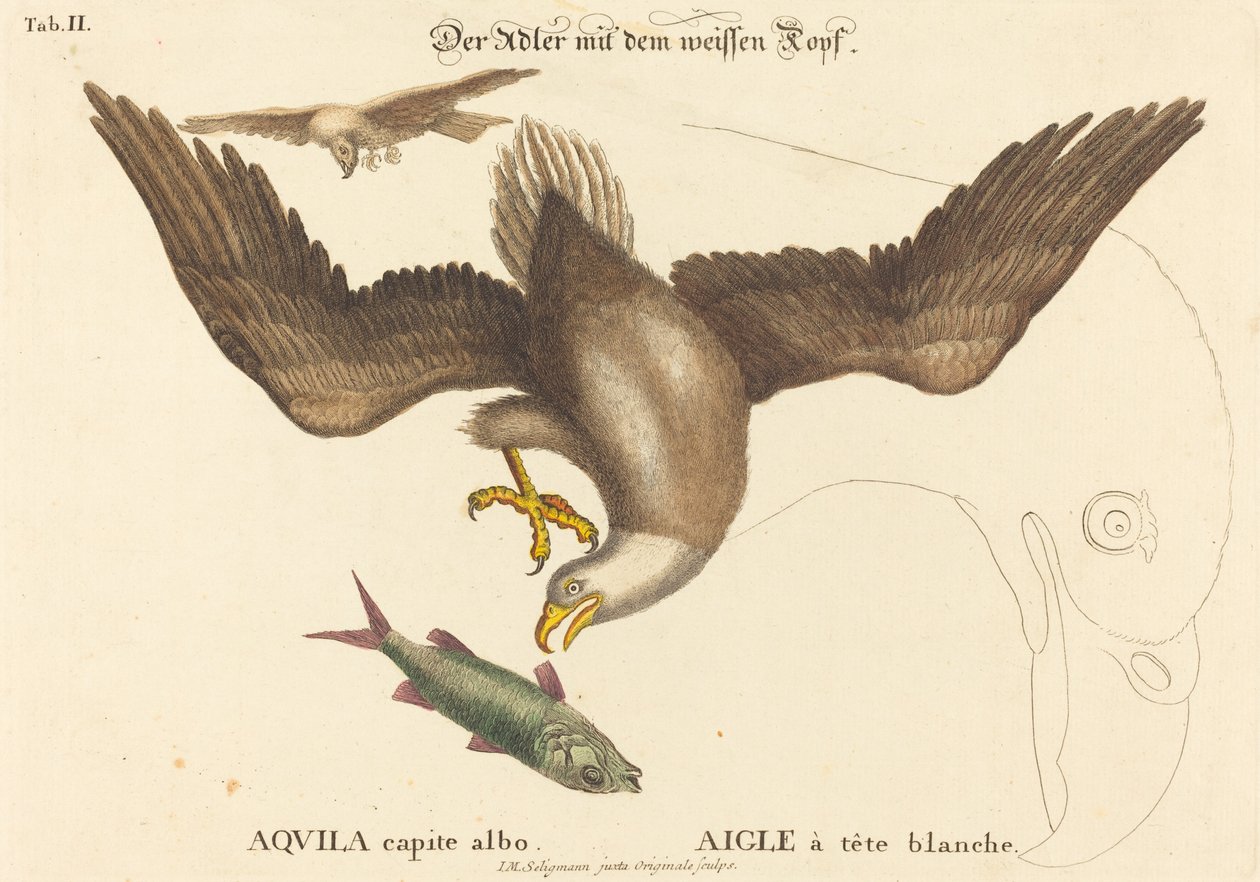 The Bald Eagle (Falco leucocephalus) av Johann Michael Seligmann after Mark Catesby
