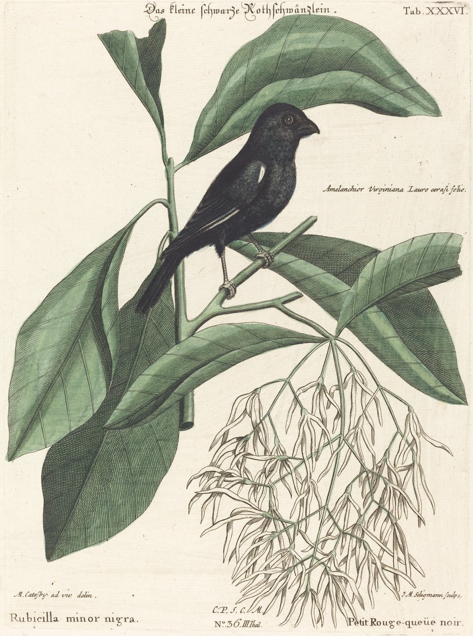 Den lille svarte oksefinken (Rubicilla minor nigra) av Johann Michael Seligmann after Mark Catesby