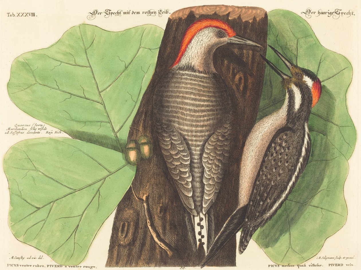 Den røde magespett (Picus Carolinus) av Johann Michael Seligmann after Mark Catesby