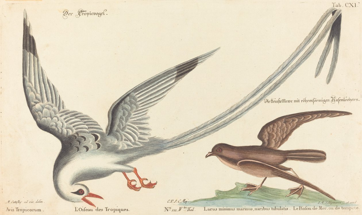 Tropic Bird (Phaeton aethereus) av Johann Michael Seligmann after Mark Catesby