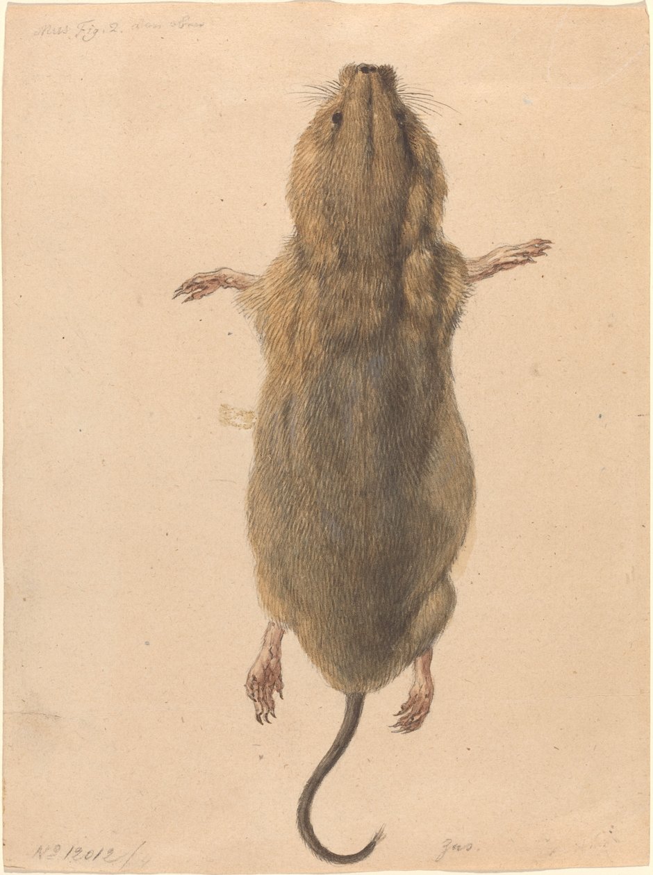 En feltmus fra oven av Johann Rudolph Schellenberg