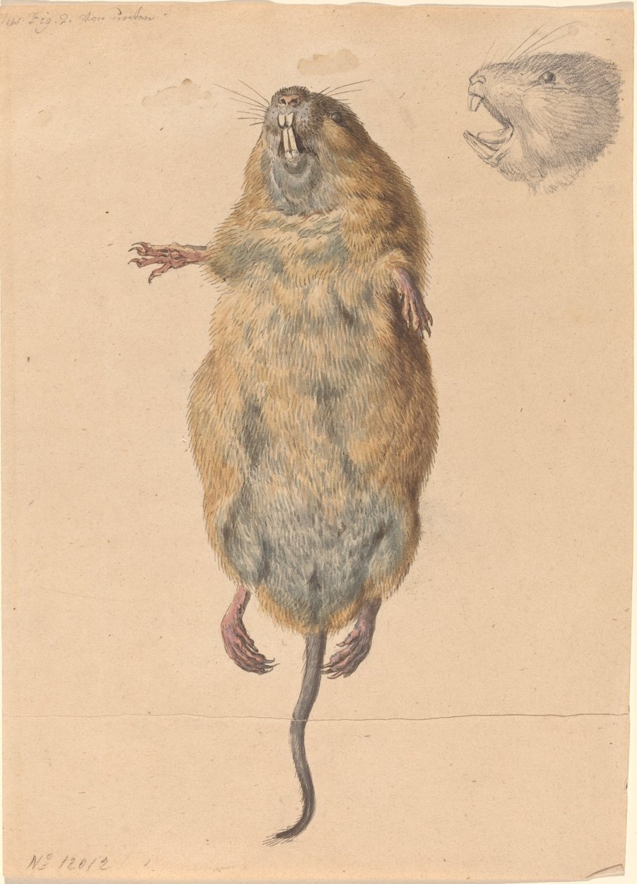 En feltmus, nedenfra av Johann Rudolph Schellenberg