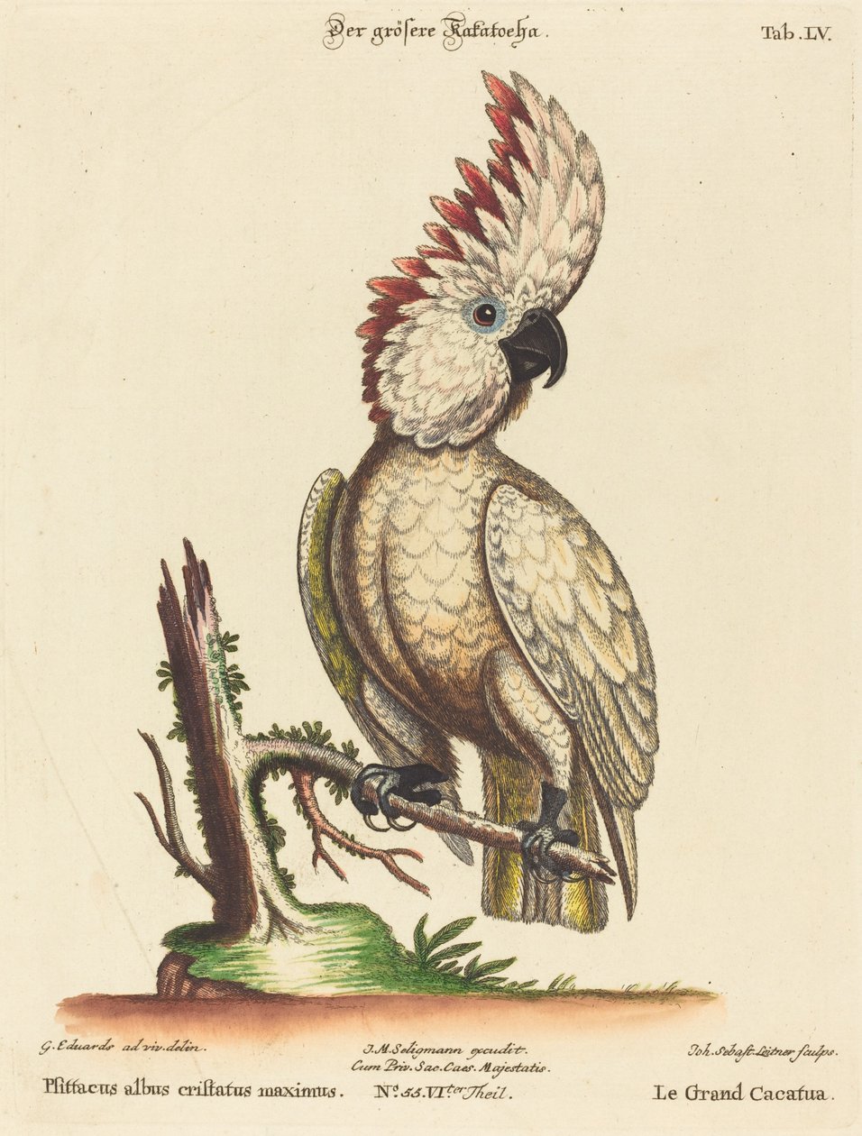 Psittacus albus cristatus maximus   1241435   no       norwegian Successfully Translated  Original: Figurehead Translat: Figurehead 1221418 no norwegian Successfully Translated Original: The Artists Wife, Alma Bloch, née Trepka Translat: The Artist