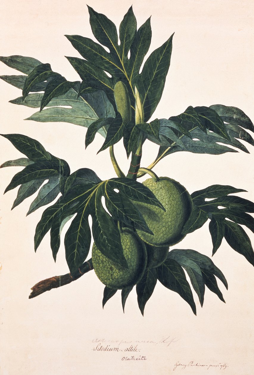  av Johann Sebastien Muller