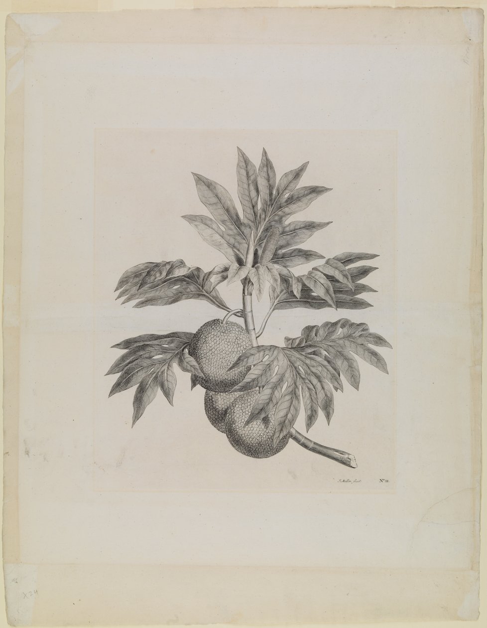  av Johann Sebastien Muller