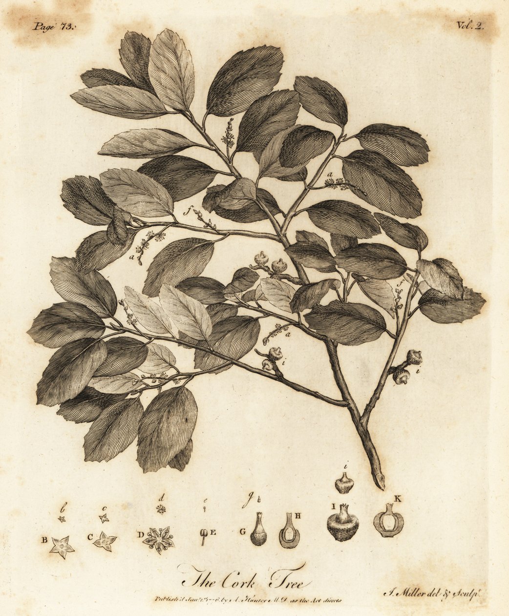 Korkeik, Quercus suber. av Johann Sebastien Muller