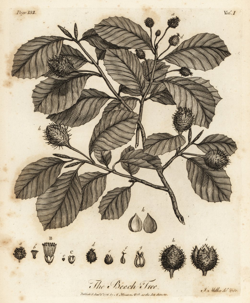 Europeisk bøk eller vanlig bøk, Fagus sylvatica. av Johann Sebastien Muller