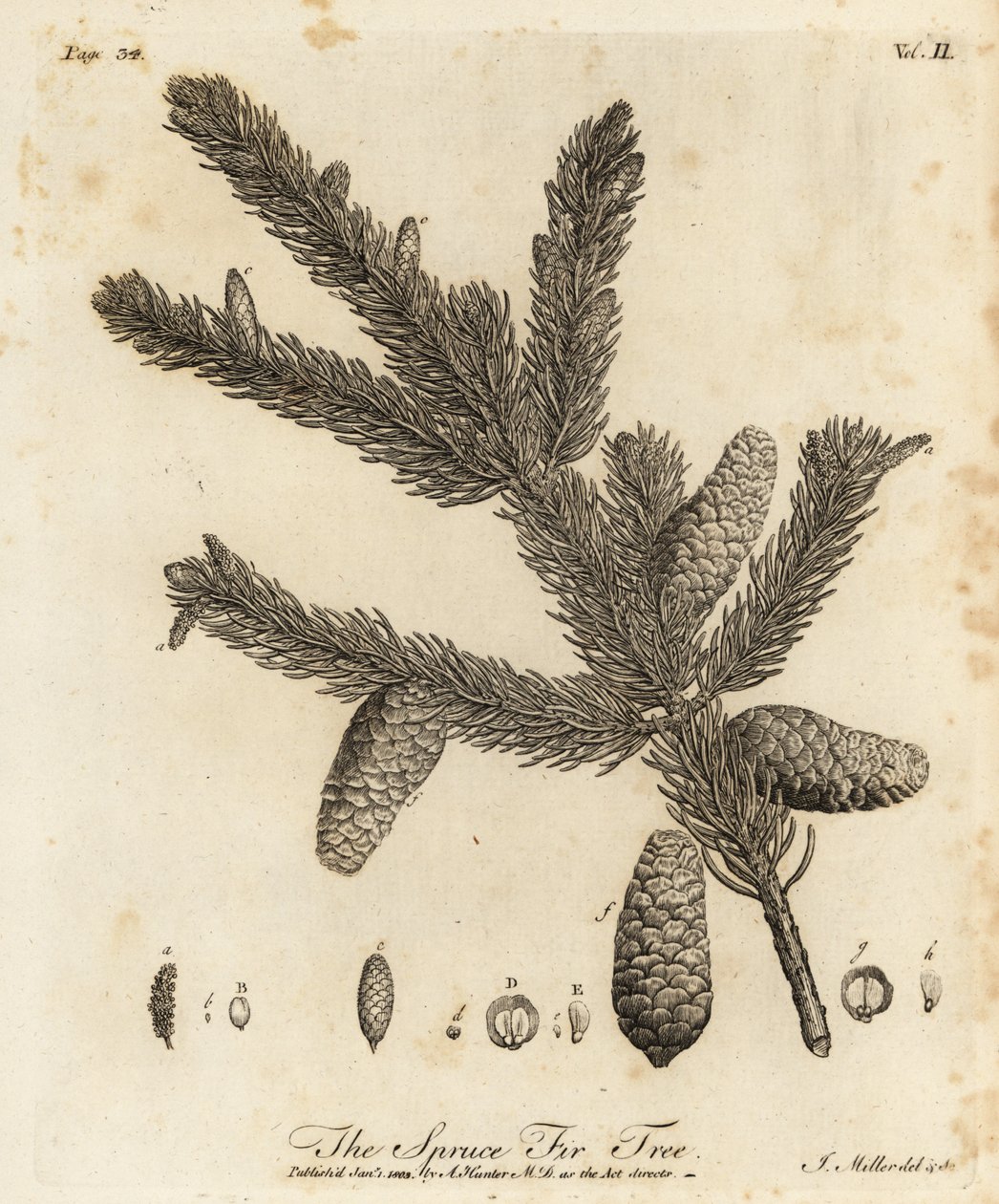 Edelgran eller europeisk gran, Picea abies av Johann Sebastien Muller