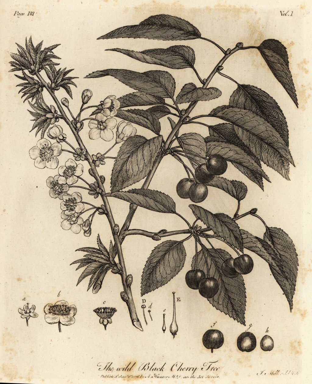 Surkirsebær, syrlig kirsebær eller dvergkirsebær, Prunus cerasus. av Johann Sebastien Muller