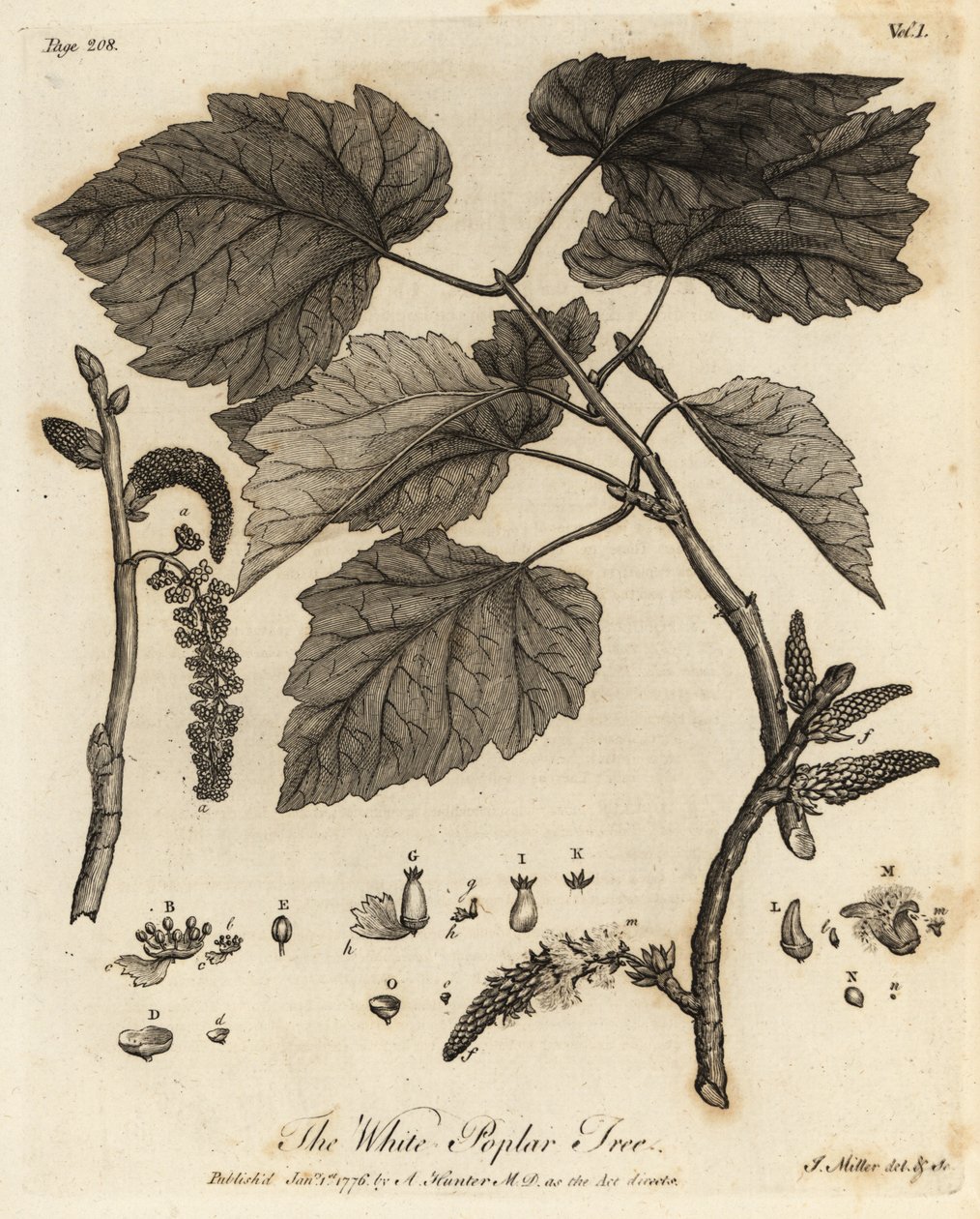 Hvit poppel, Populus alba. av Johann Sebastien Muller