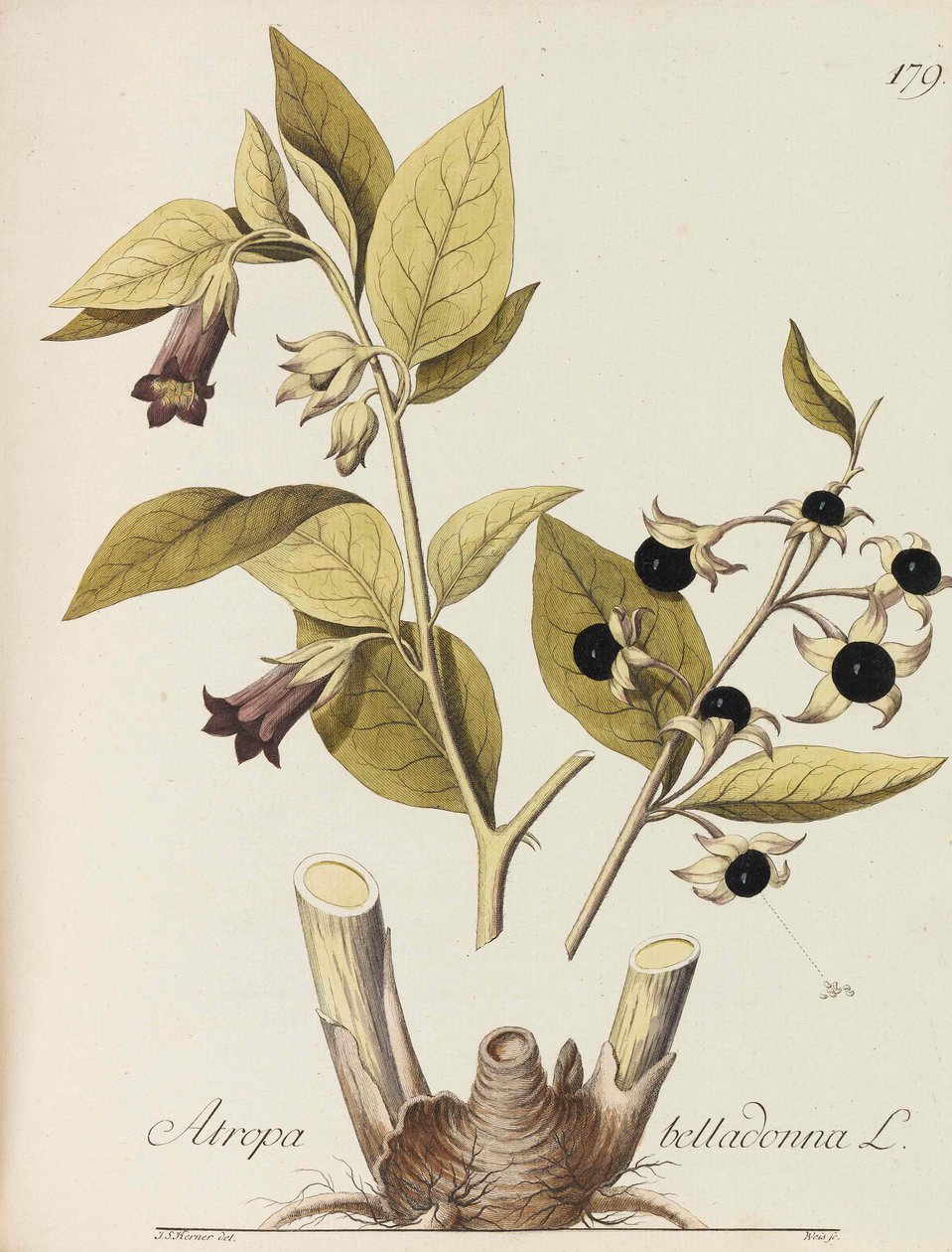 Illustrasjon av alle økonomiske planter, 1786-1788. av Johann Simon von Kerner