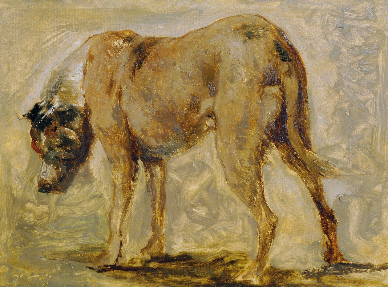 Brun Grand Danois av Johann  Till der Jüngere