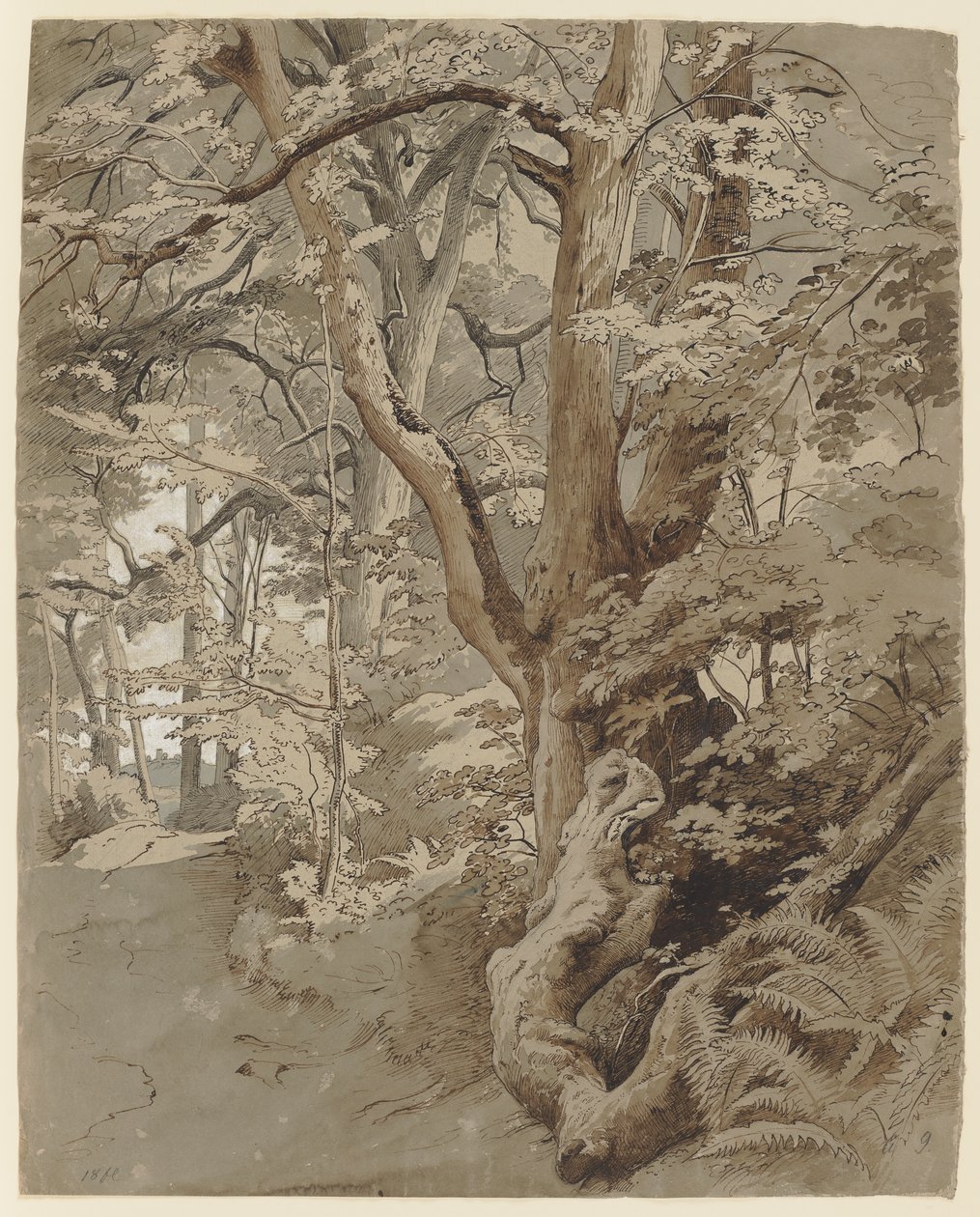 Skogparti med en eik og bregner av Johann Wilhelm Schirmer