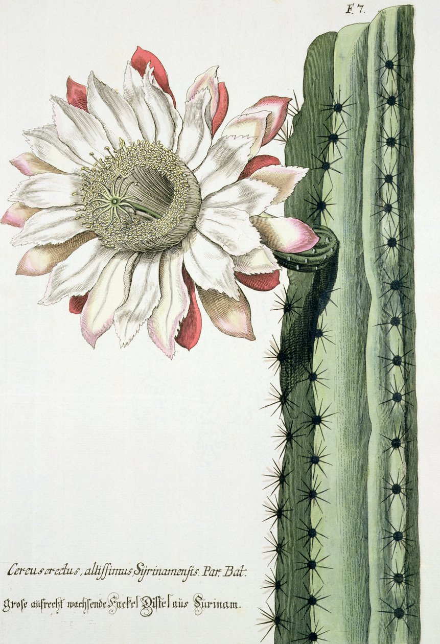 Cereus Erectus Altissimus Syrinamensis fra Phythanthoza Iconographica utgitt i Tyskland, 1737-45 av Johann Wilhelm Weinman