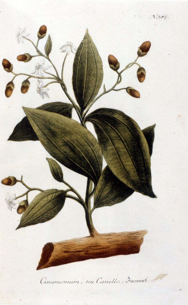 Kanel - i Herbier av J.W. Weinmann av Johann Wilhelm Weinman