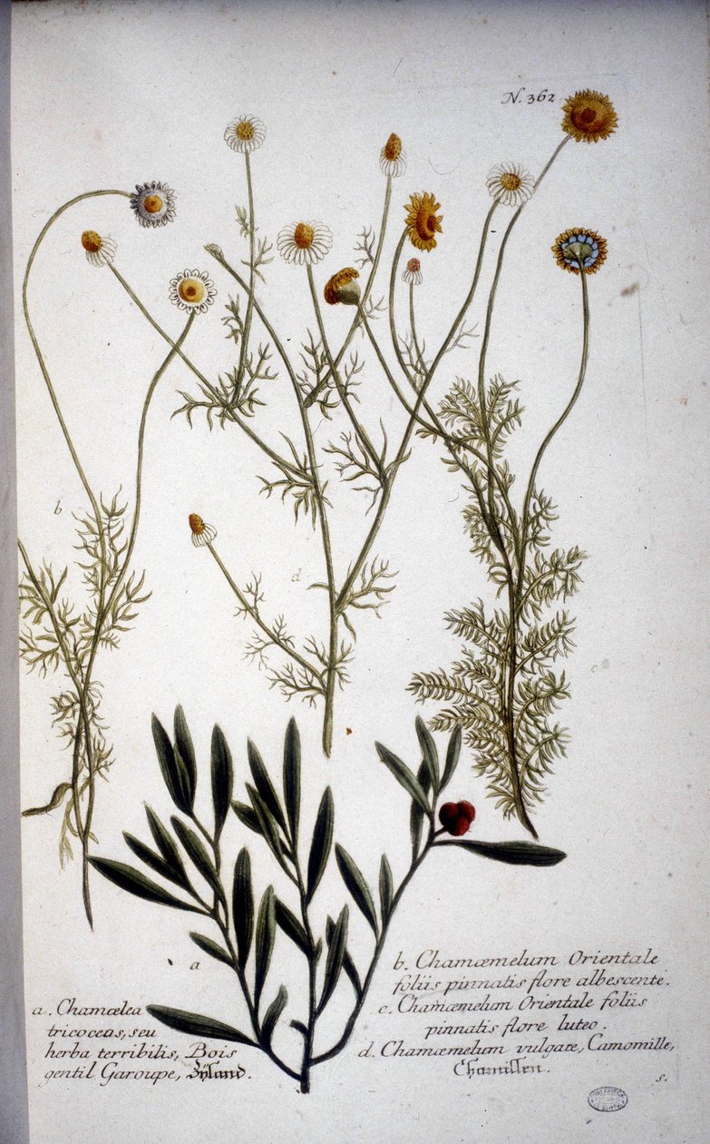 Flere arter av Chamaemelum (kamille) -I "" Herbarium av J.W.Weinmann i 1737. av Johann Wilhelm Weinman