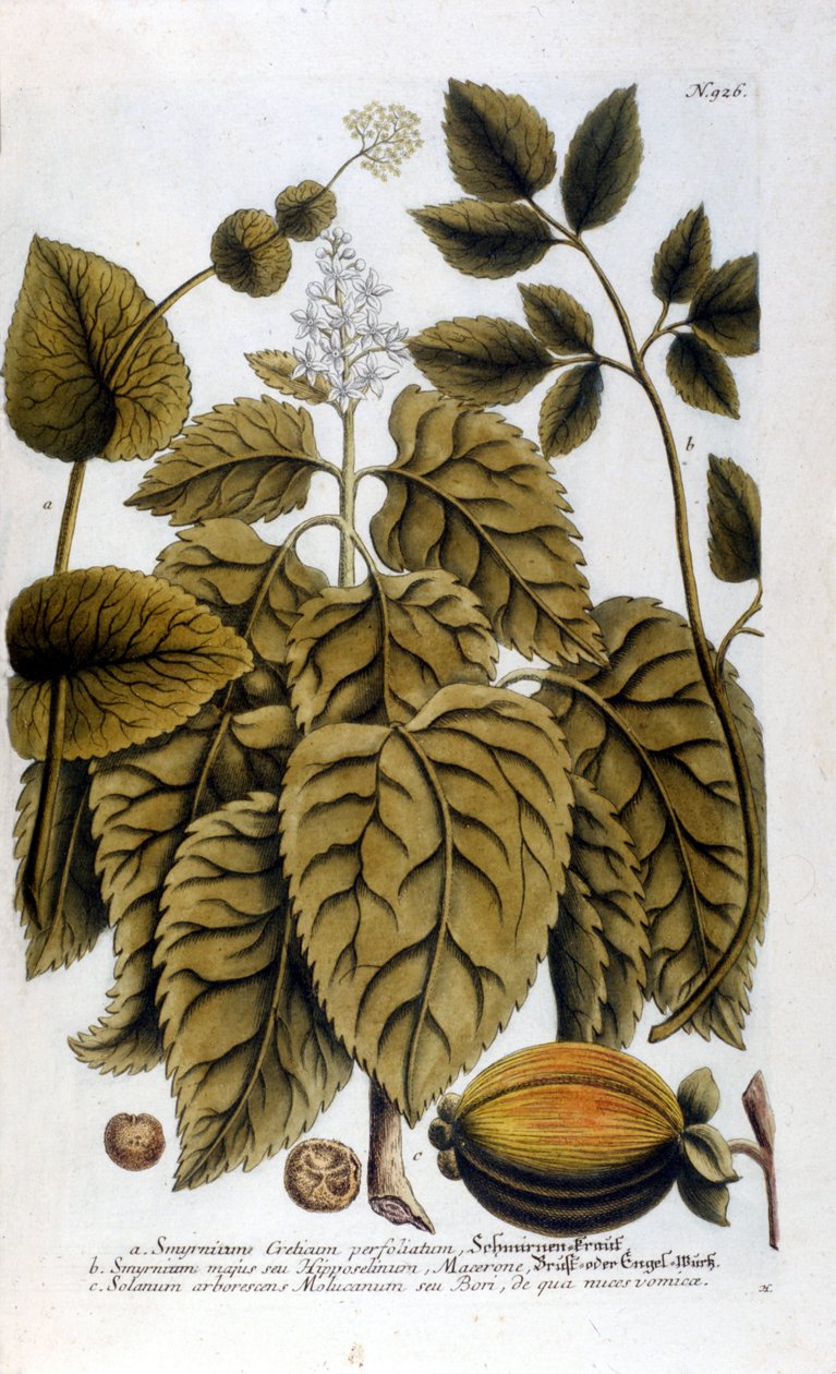 Smyrnium Cretium perfoliatum - Maceron de Crete eller Maceron perfolia. Tallerken hentet fra herbariet til JW Weinmann av Johann Wilhelm Weinman