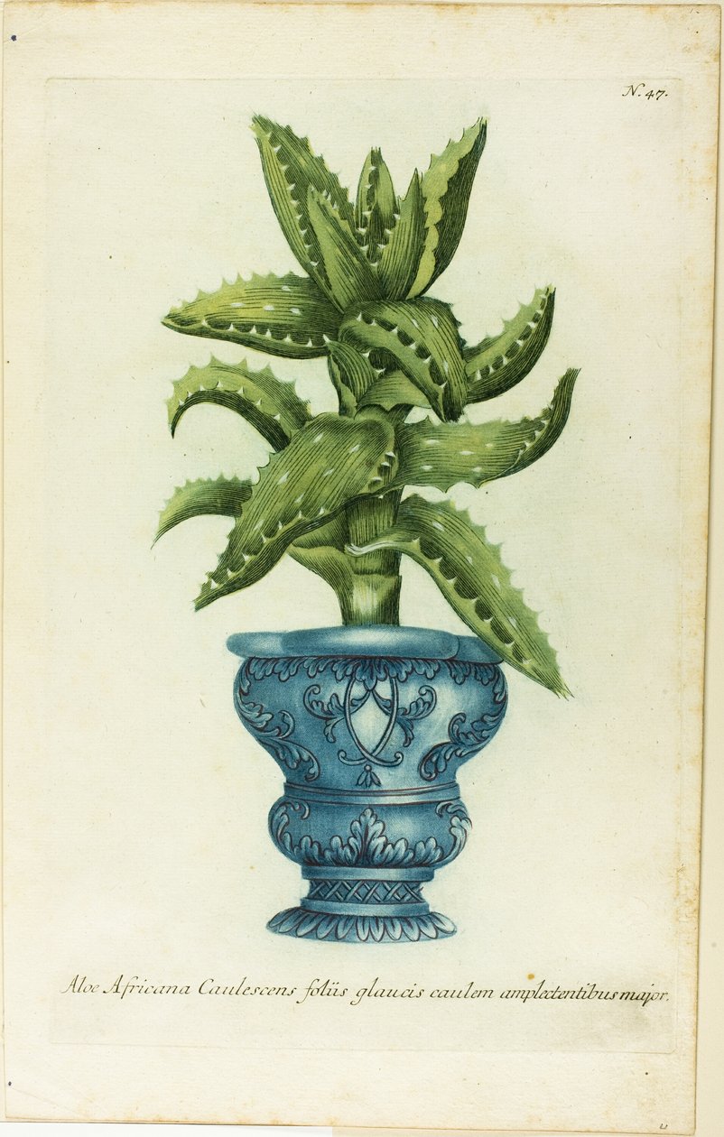 African Aloe, plate 47 fra Phtanthoza Iconographia av Johann Wilhelm Weinmann