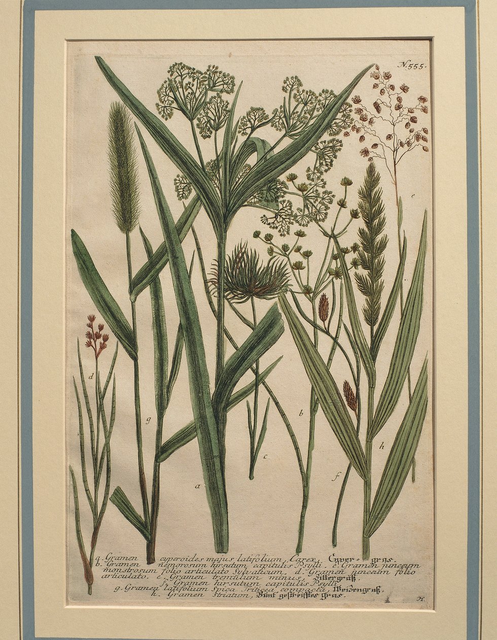 Bermudagress (Cynodon dactylon), farget gravering av Johann Wilhelm Weinmann
