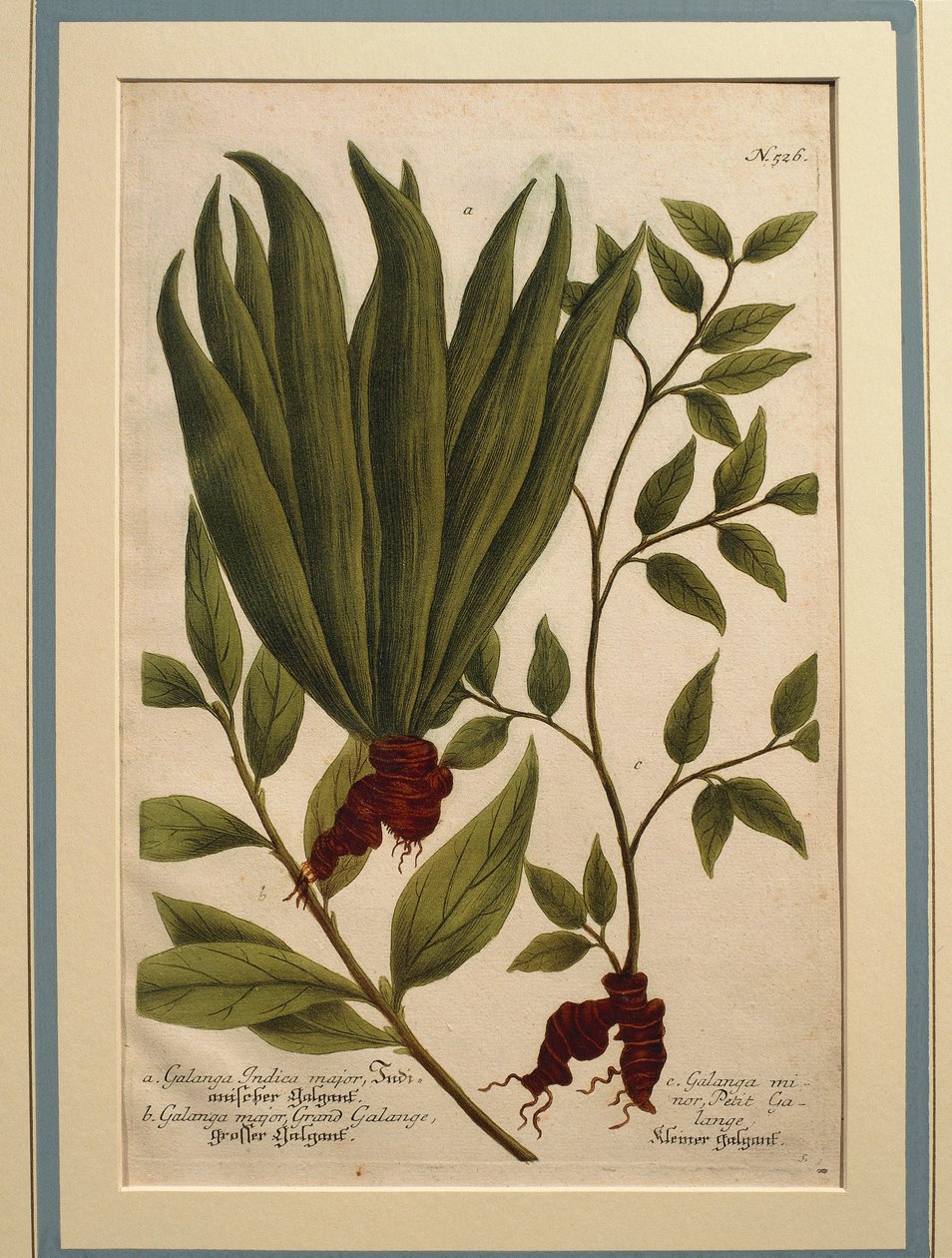 Greater Galangal (Alpinia galanga), Galanga Indica major og Galanga major, farget gravering av Johann Wilhelm Weinmann