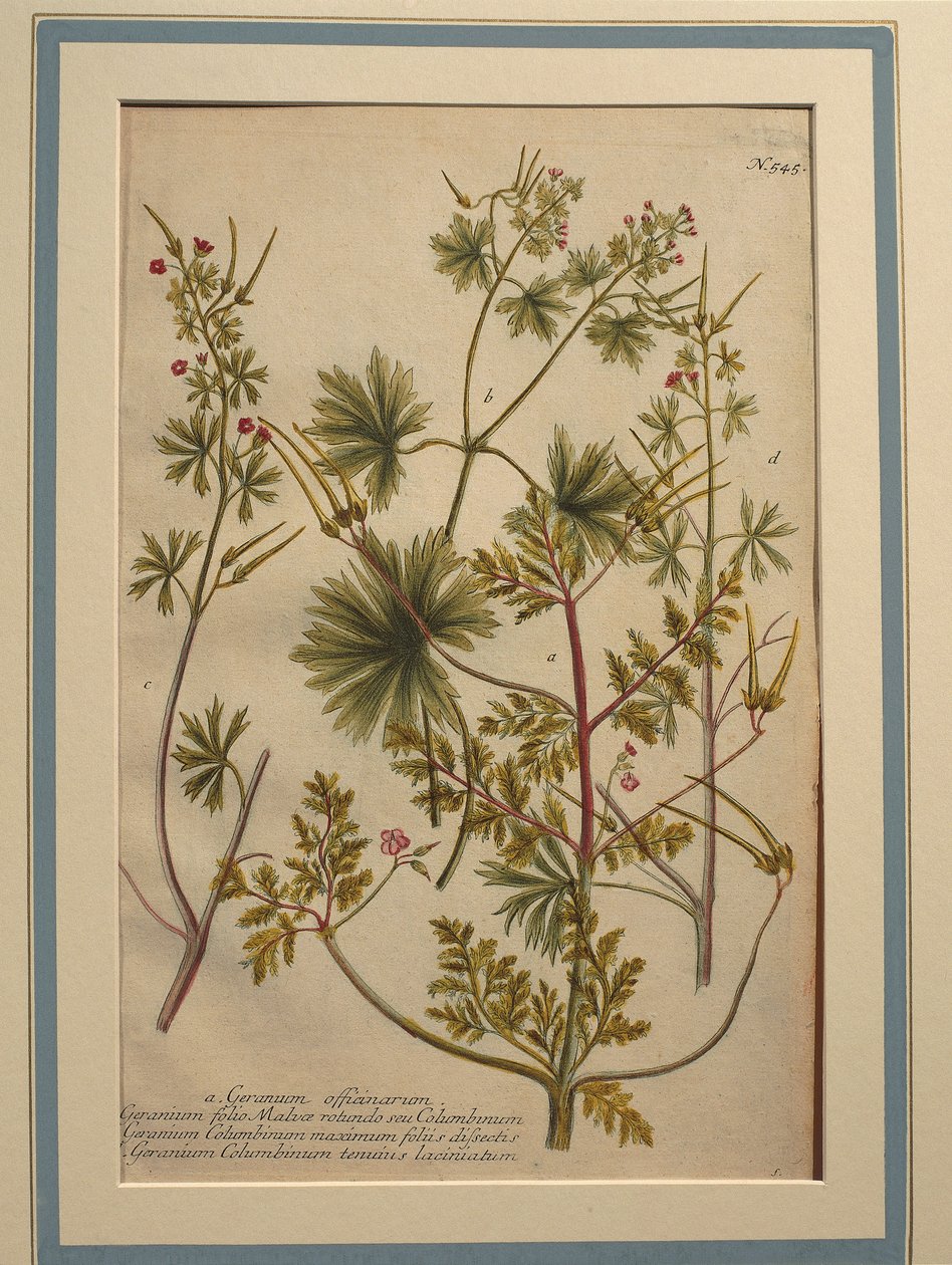 Urt Robert (Geranium robertianum), farget gravering av Johann Wilhelm Weinmann