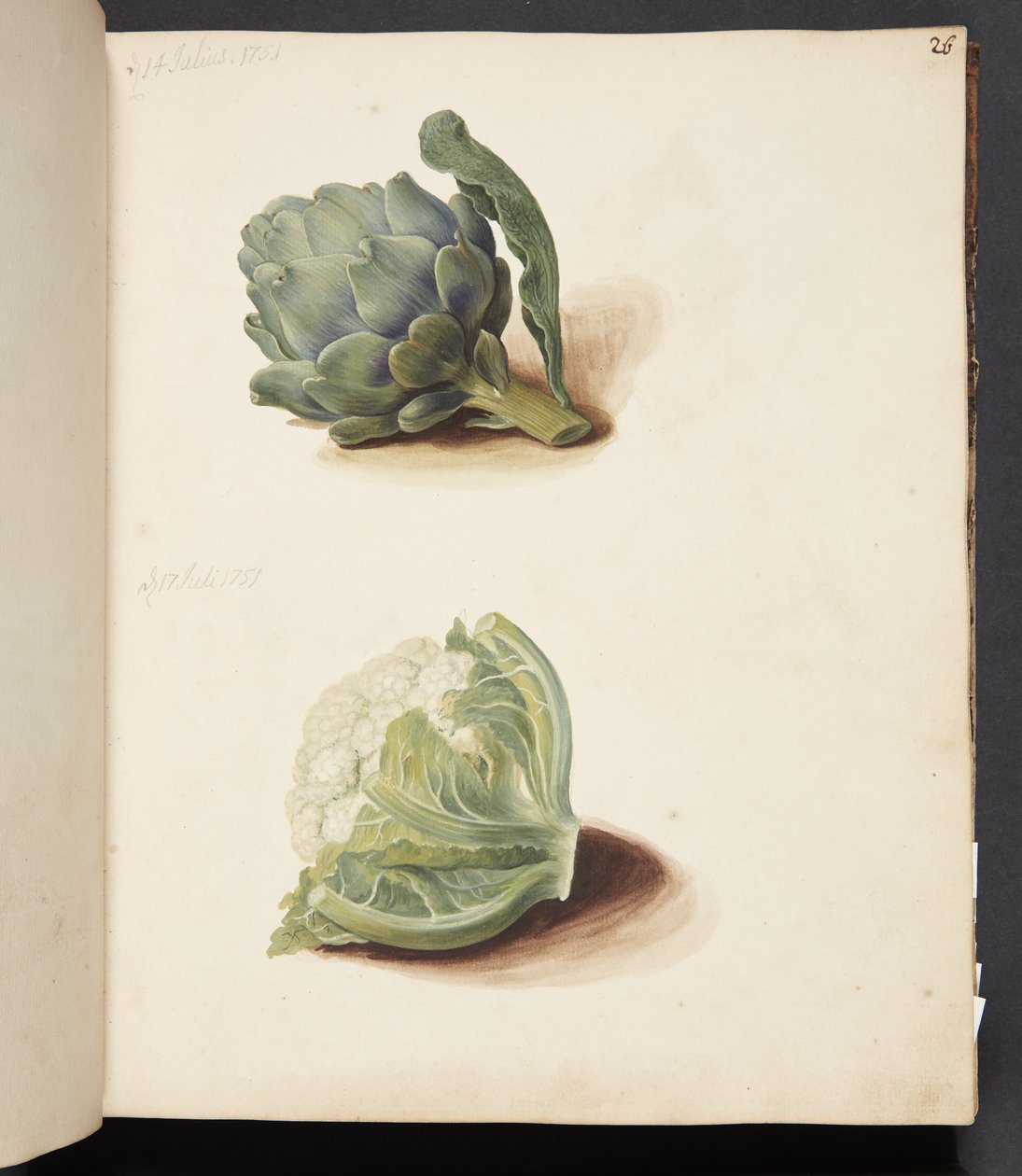 Studie av artisjokk og blomkålhode av Johanna Fosie