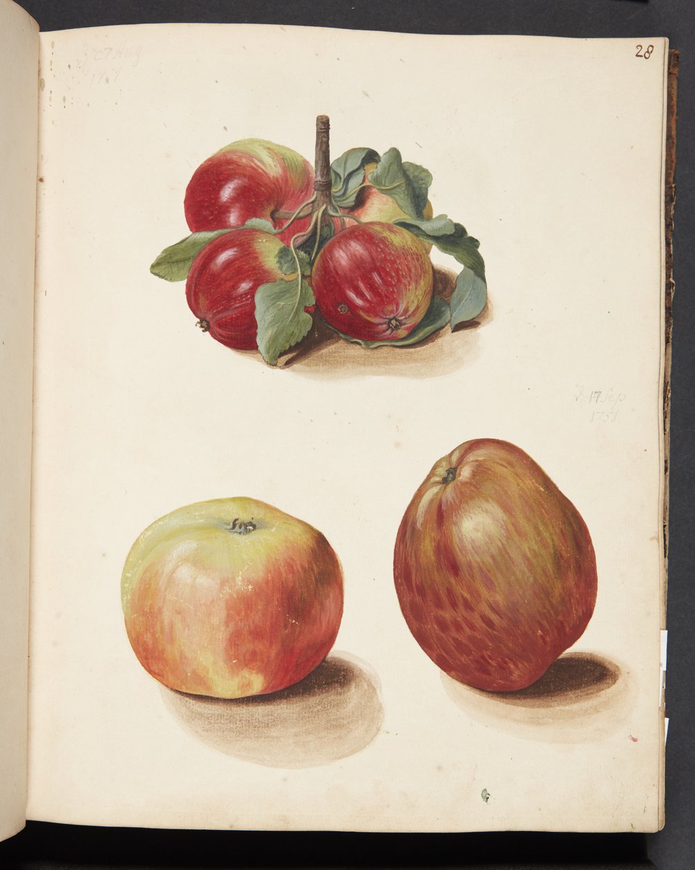 Studie av epler av Johanna Fosie