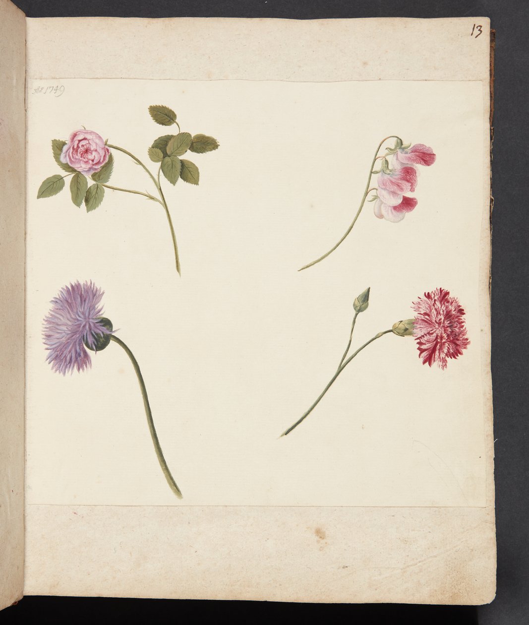Studie av blomster av Johanna Fosie