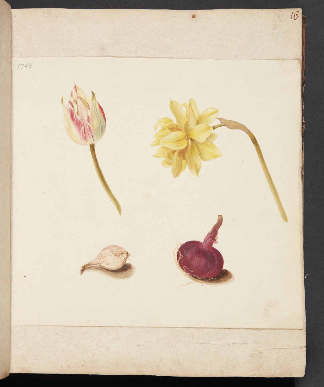 Studie av blomster og løker av Johanna Fosie