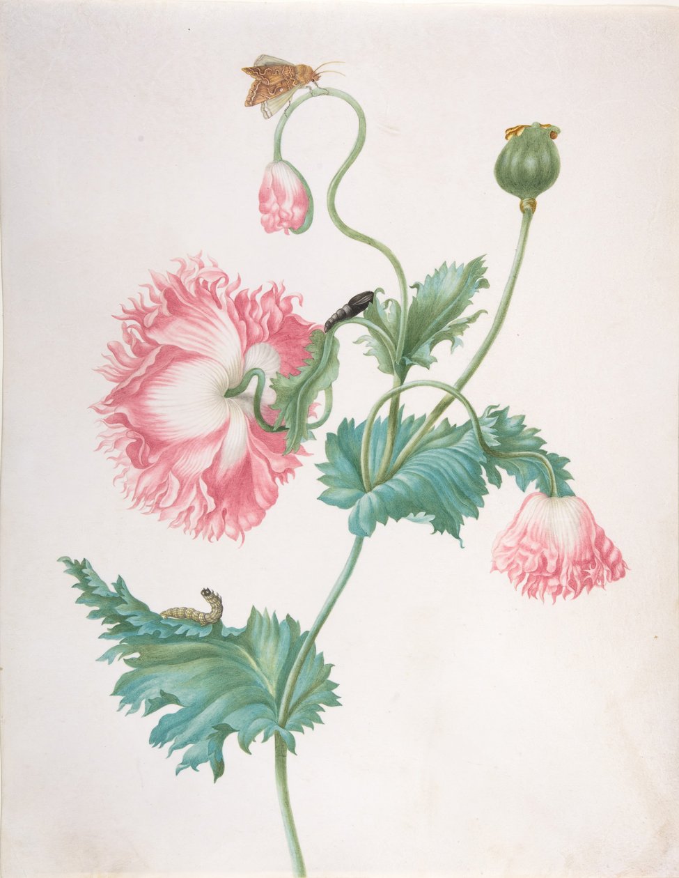 En valmue i tre blomstringsstadier, med en larve, puppe og sommerfugl, sent på 1600-tallet – tidlig på 1700-tallet av Johanna Helena Graff