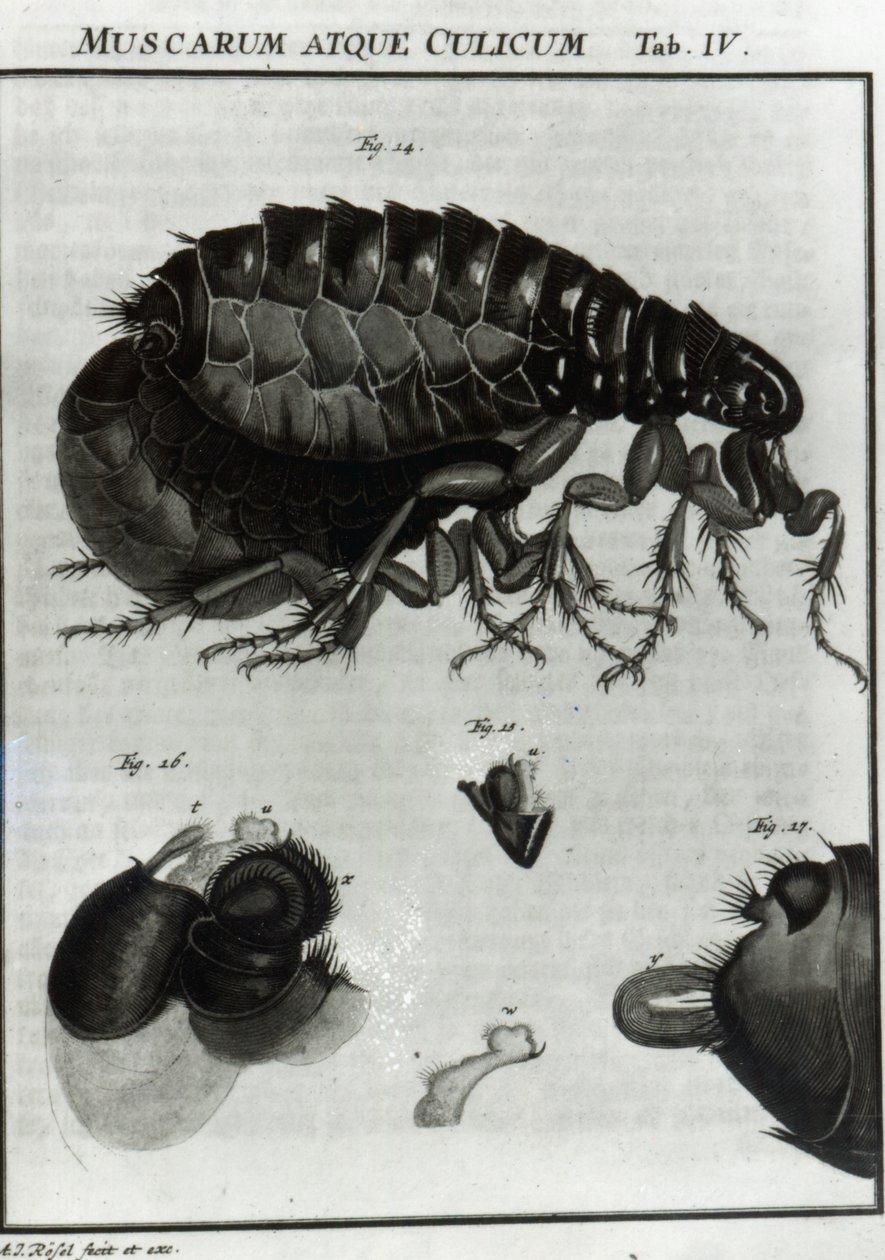 Tabell IV over fluer og lopper av August Johann Rösel von Rosenhof