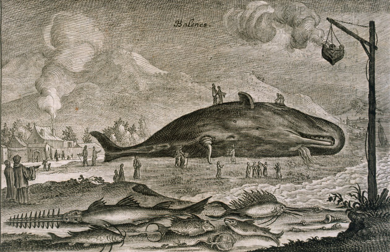 En strandbar spermhval med en rekke andre fisker fra kinesiske farvann, 1665 av Johannes Nieuhoff