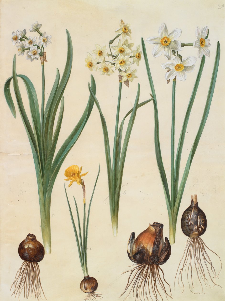 Narcissus tazetta av Johannes Simon Holtzbecher