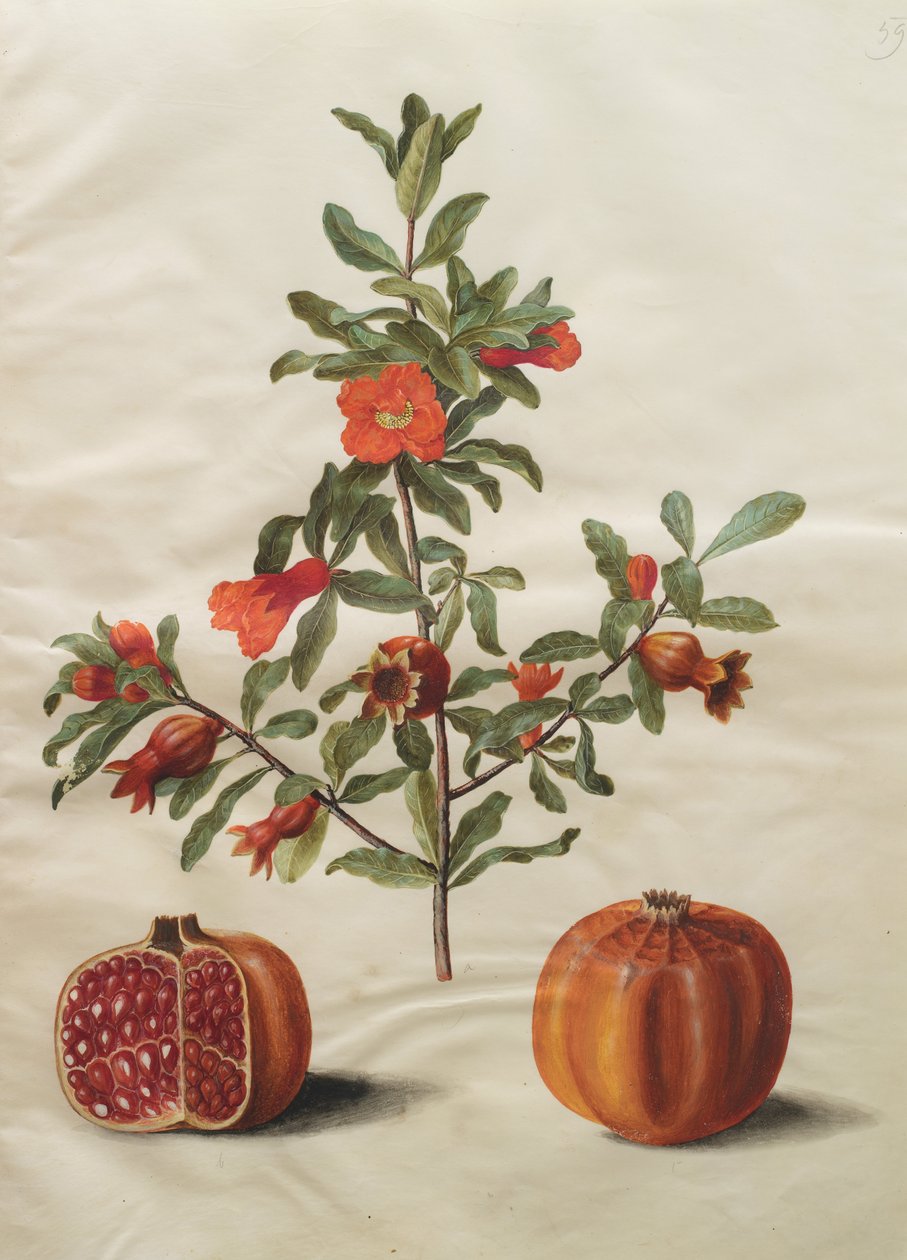 Punica granatum simp og pl av Johannes Simon Holtzbecher