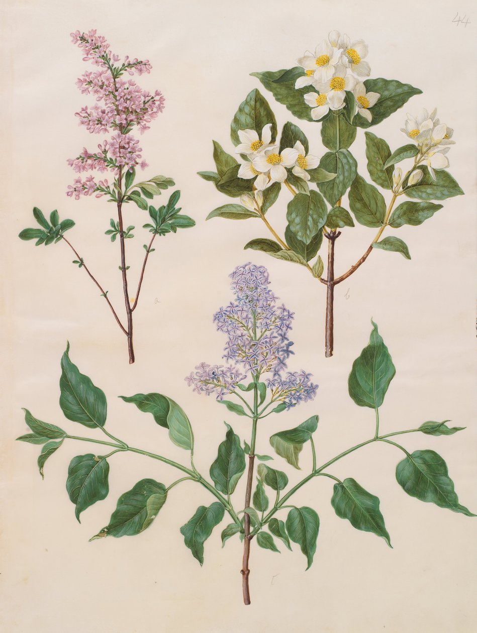 Syringa x persica; Philadelphus coronarius; Syringa vulgaris av Johannes Simon Holtzbecher