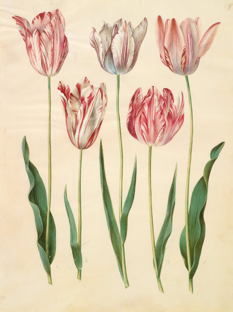 Tulipa gesneriana av Johannes Simon Holtzbecher