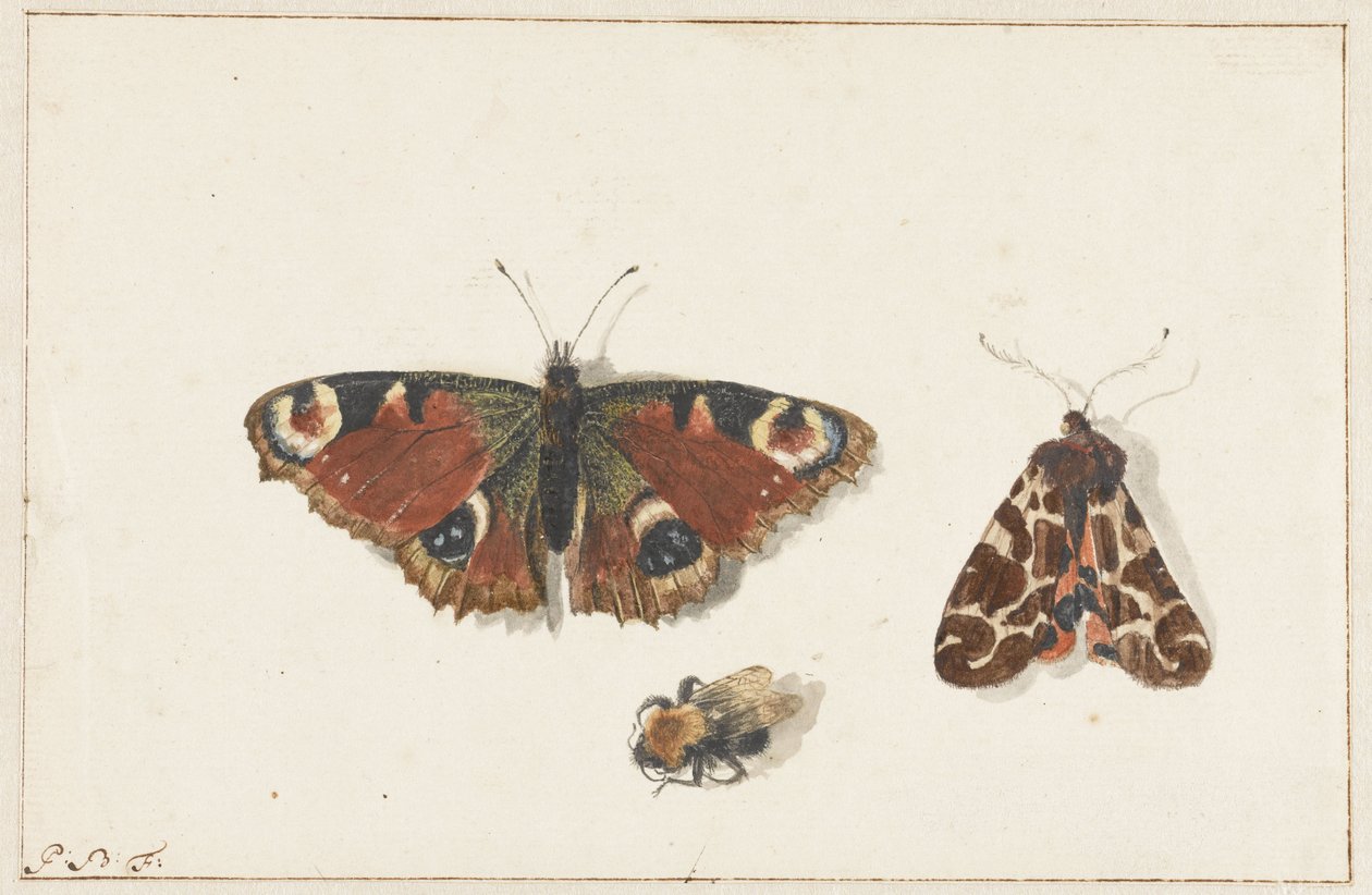 Sommerfugl, møll og humle av Johannes Bronkhorst