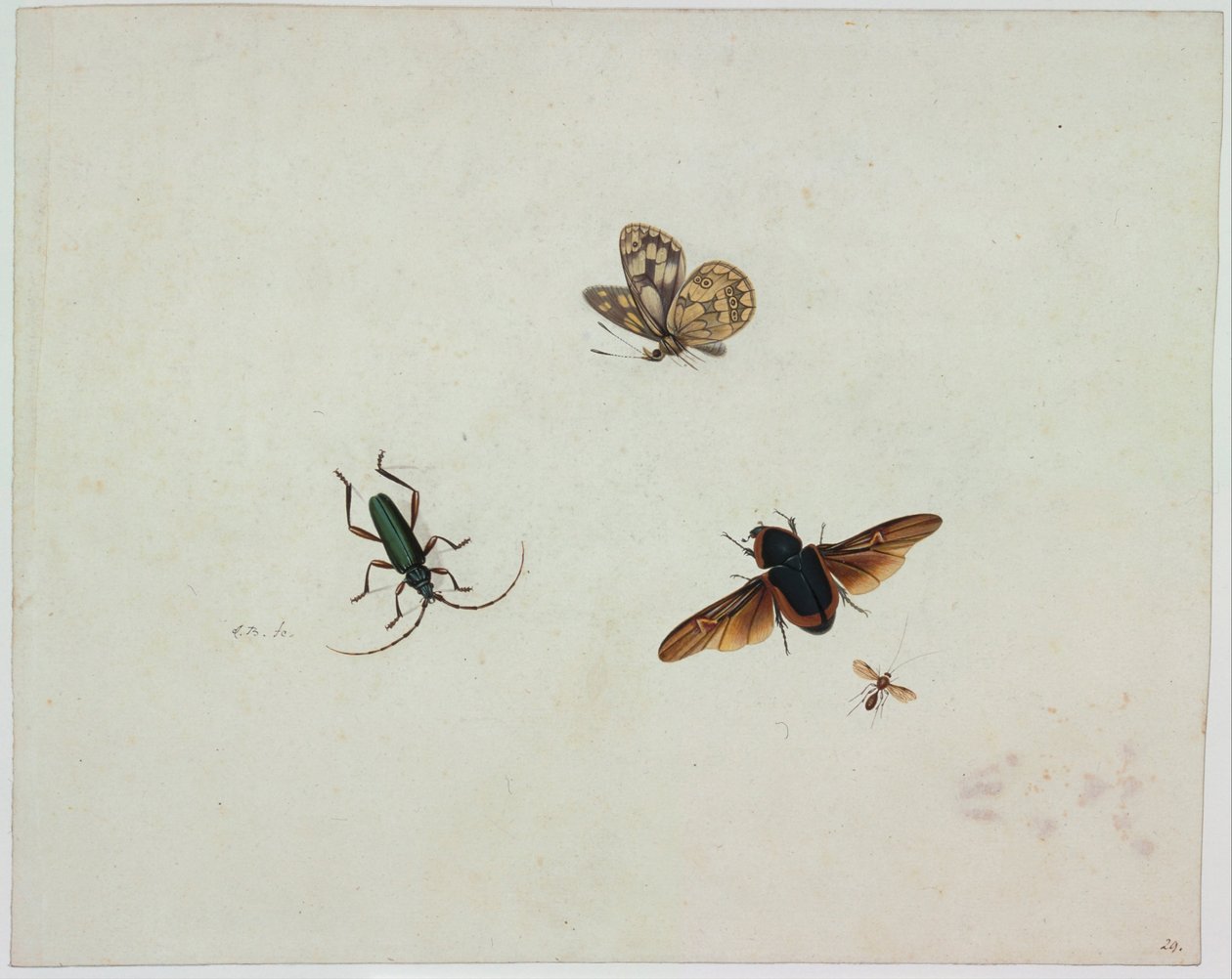 Fire insekter, slutten av 1600-tallet. av Johannes Bronkhorst