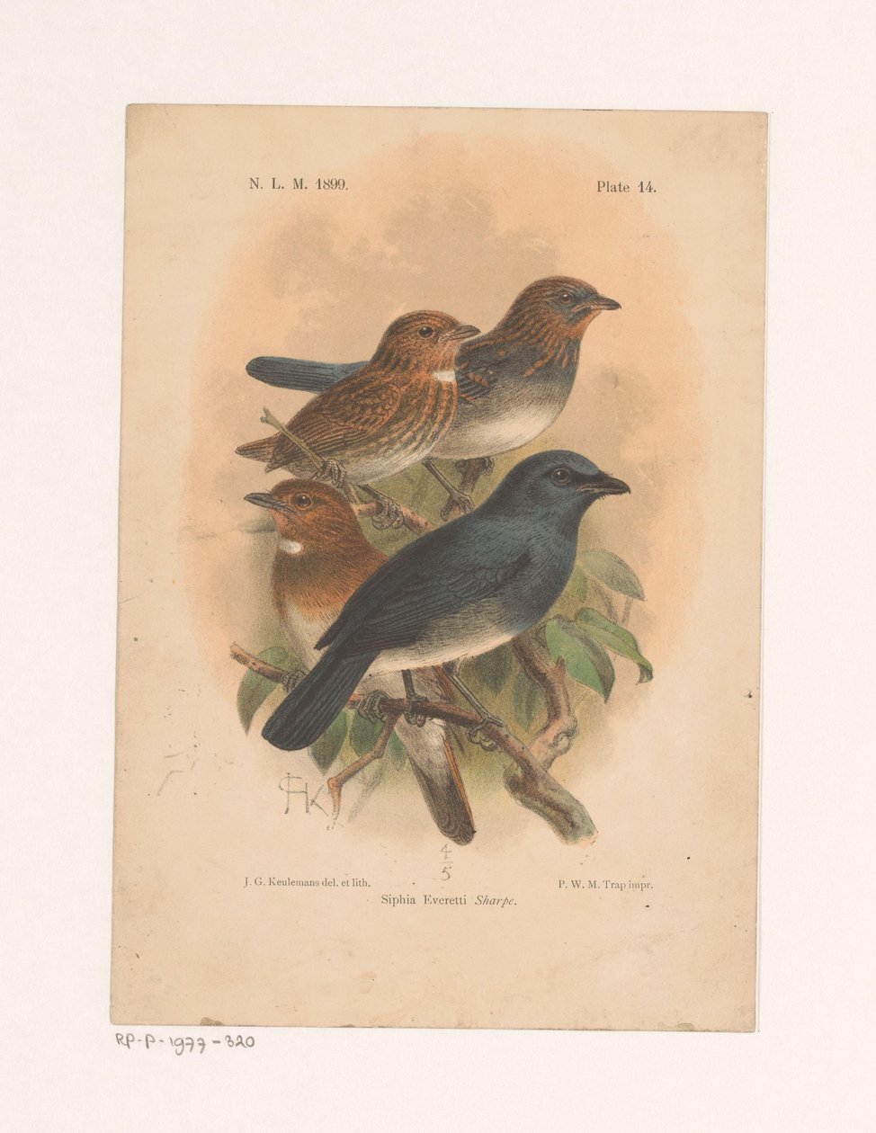 Fire fugler på en gren Siphia Everetti Sharpe (tittel på objekt) av Johannes Gerardus Keulemans