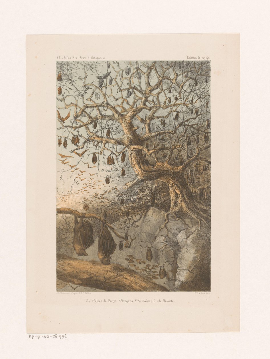 Vleermuizen i en boom Et møte med Fanys (Pteropus Edwardsii) på Mayotte Island (tittel på objekt) Reiseforhold (serietittel på objekt) av Johannes Gerardus Keulemans
