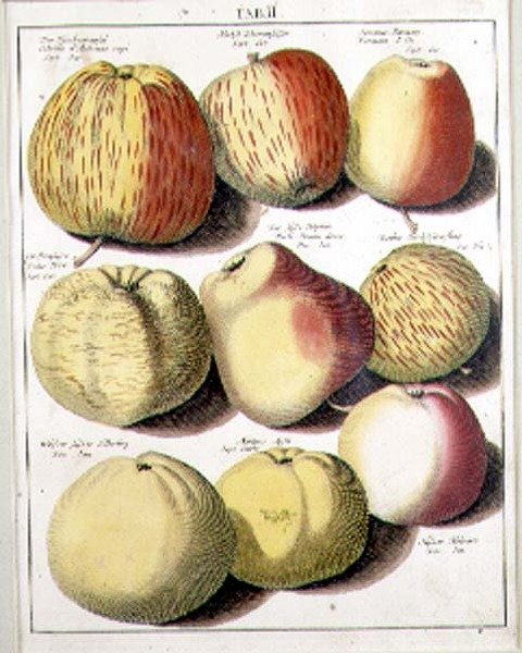 Epler av Seligman av Johannes Hendrik (after) Knoop