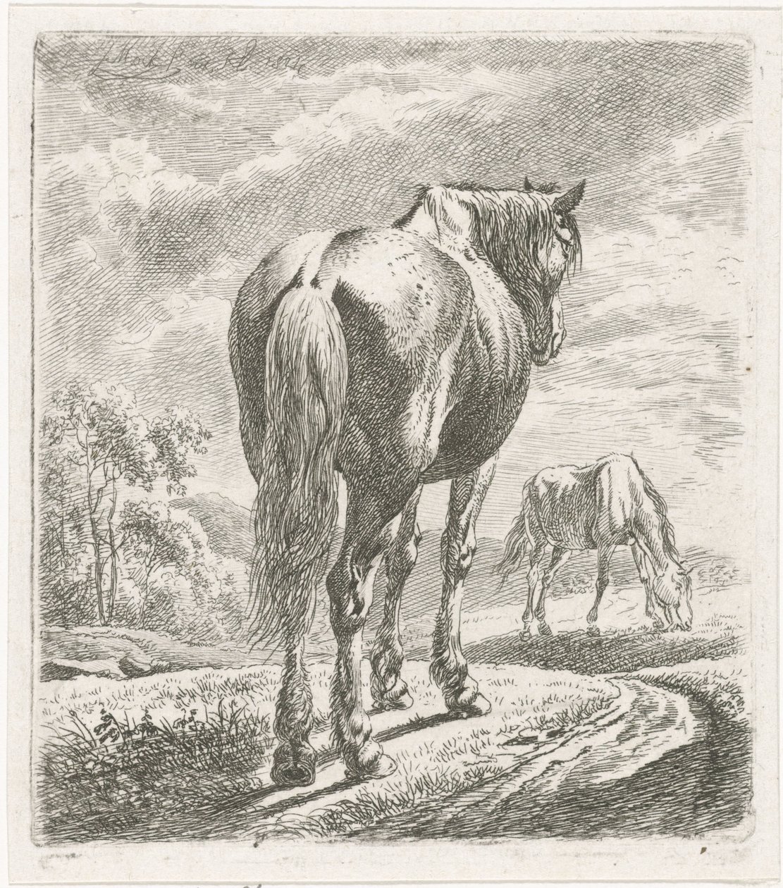 Hest sett bakfra av Johannes Mock