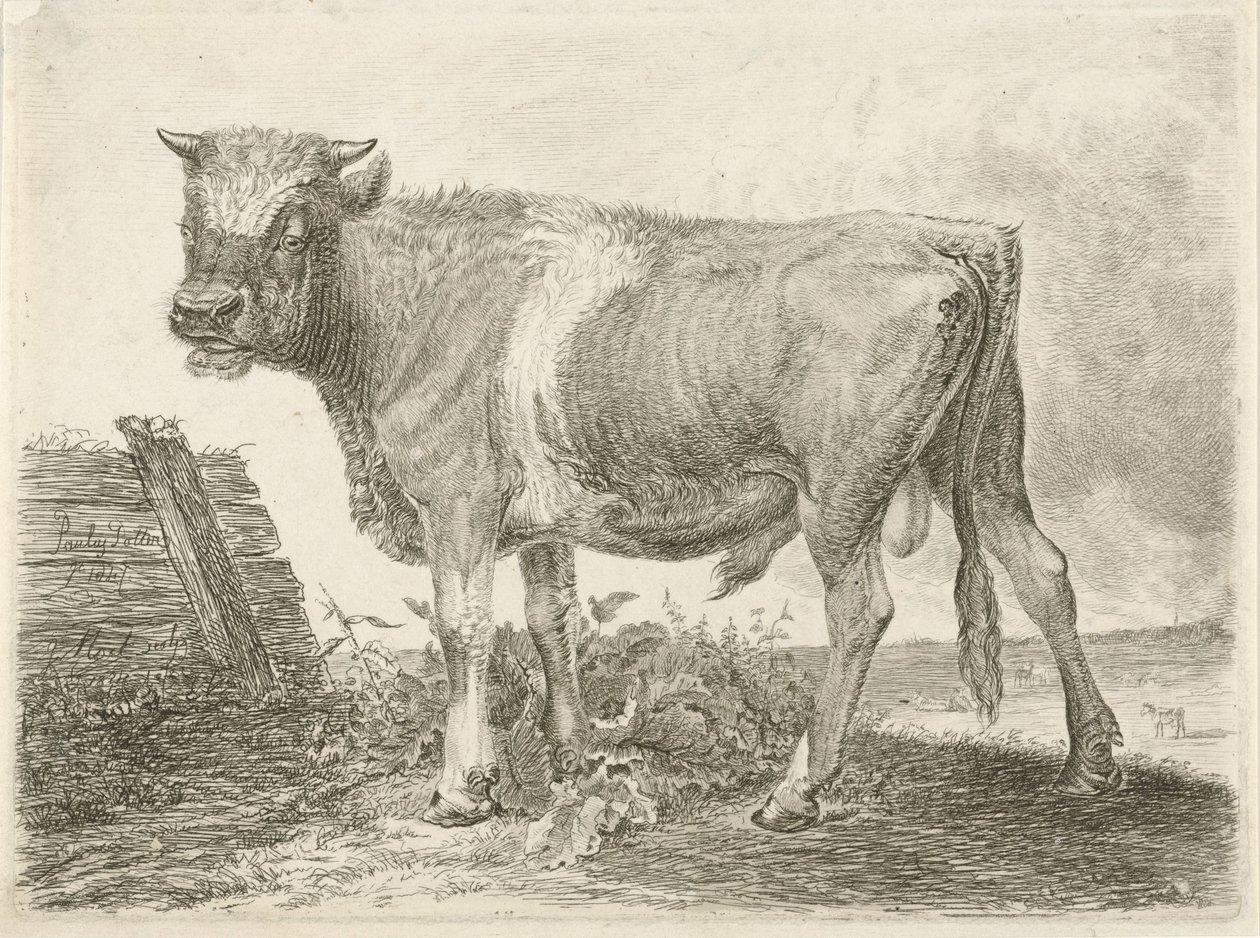 Stier av Johannes Mock
