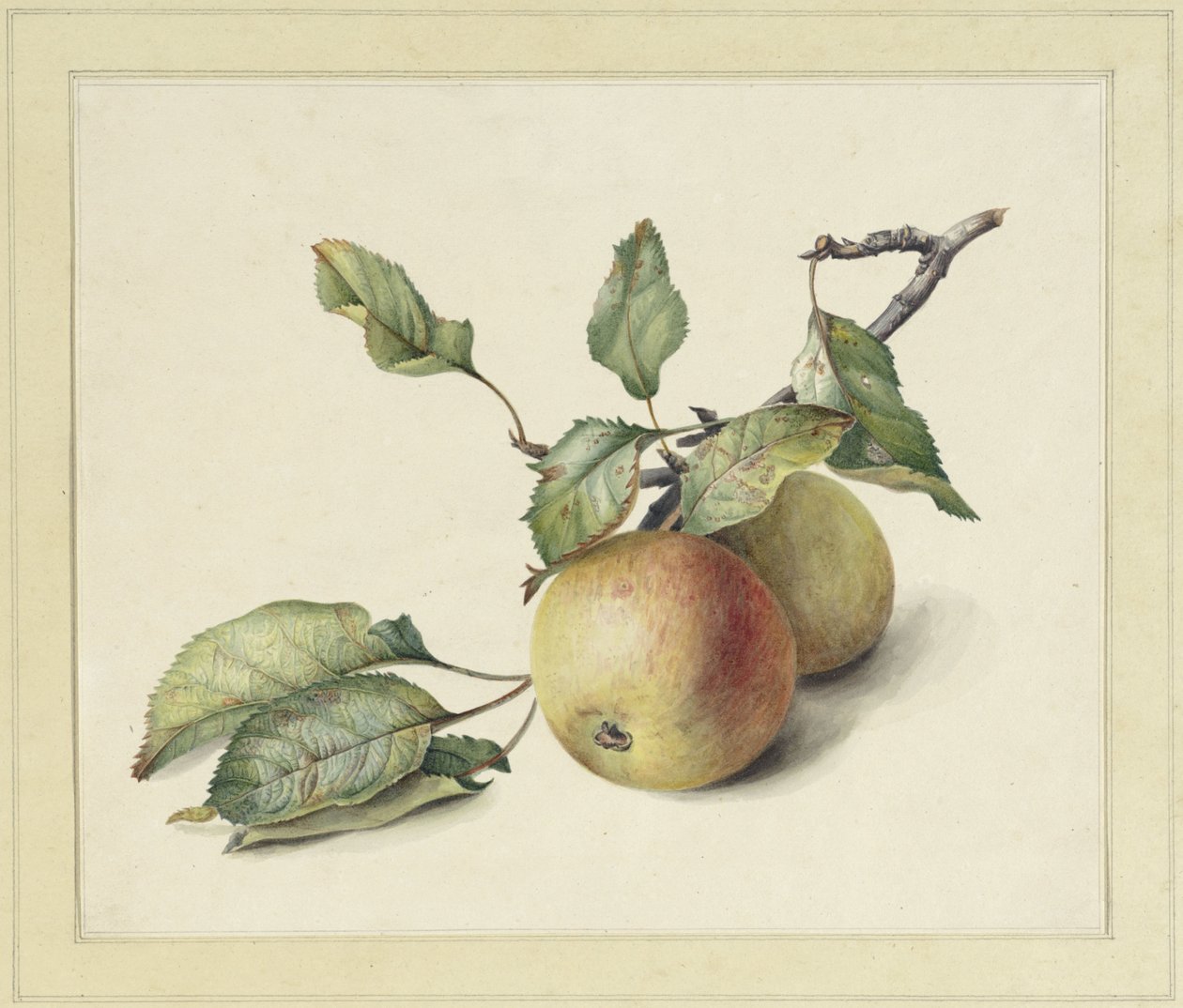 To epler på en gren av Johannes Reekers (II)
