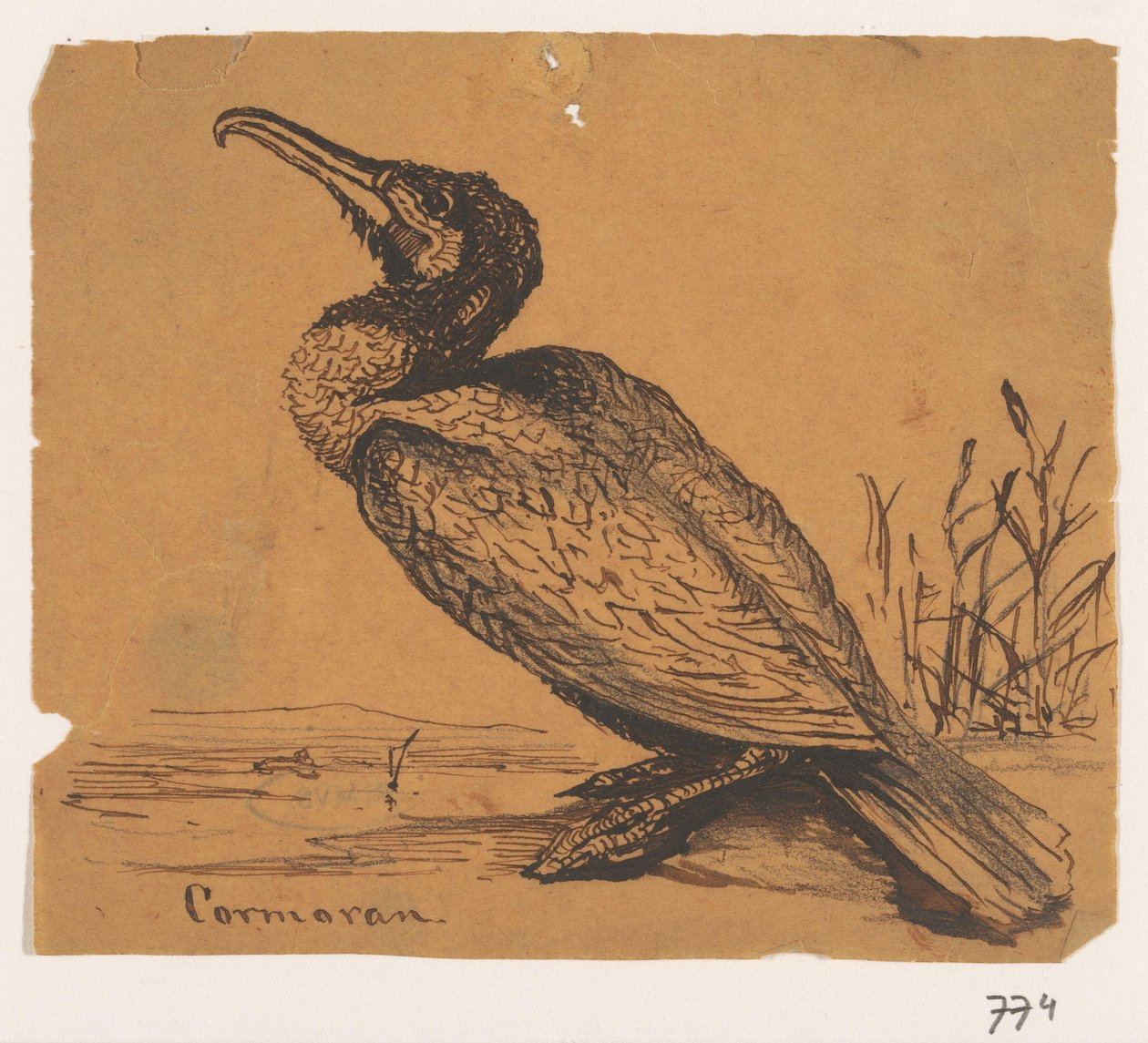 Skarv Cormoran (tittel på objekt) av Johannes Tavenraat