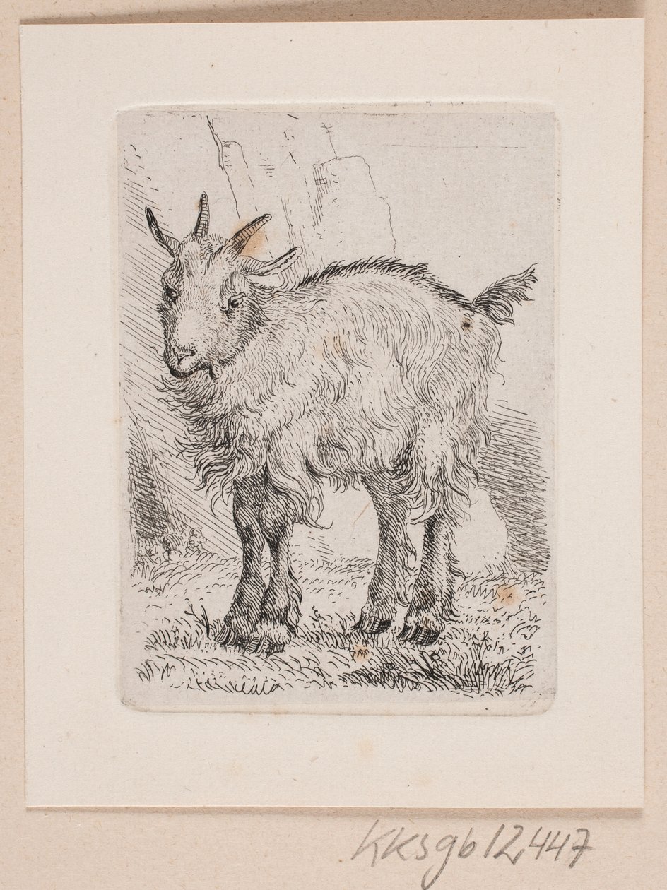En geitunge av Johannes Wilhelm Zillen