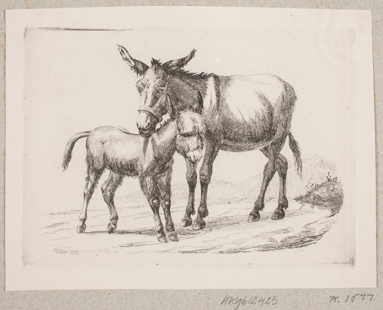 Et esel med føllet sitt av Johannes Wilhelm Zillen