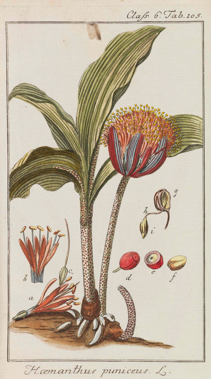 Utvalg av vakre og sjeldne planter, 1795-1798. av Johannes Zorn